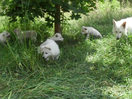 Weisse Schweizer Schäferhund Welpe, Hündin, Ahnentafel , VDH Papiere, Abgabe Ende Sept.24