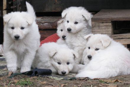 Weisse Schweizer Schäferhund Welpe, Hündin, Ahnentafel , VDH Papiere, Abgabe Ende Sept.24