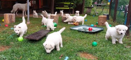 Weisse Schweizer Schäferhund Welpe, Hündin, Ahnentafel , VDH Papiere, Abgabe Ende Sept.24
