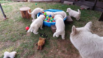 Weisse Schweizer Schäferhund Welpe, Hündin, Ahnentafel , VDH Papiere, Abgabe Ende Sept.24