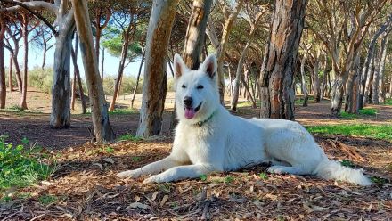 Weisse Schweizer Schäferhund Welpe, Hündin, Ahnentafel , VDH Papiere, Abgabe Ende Sept.24