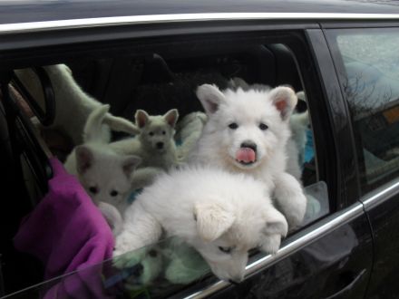 Weisse Schweizer Schäferhund Welpe, Hündin, Ahnentafel , VDH Papiere, Abgabe Ende Sept.24