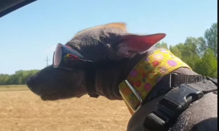 Wayki - ehemaliger Straßenhund aus Peru