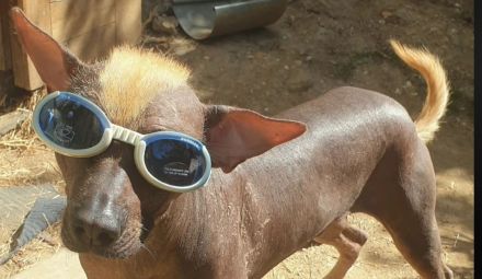 Wayki - ehemaliger Straßenhund aus Peru
