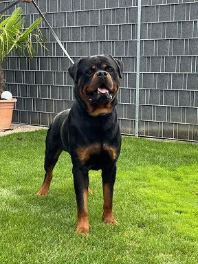Rottweiler Deckrüde