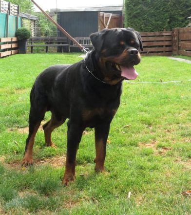 Rottweiler Deckrüde