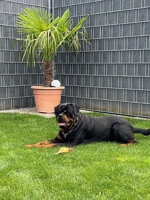 Rottweiler Deckrüde