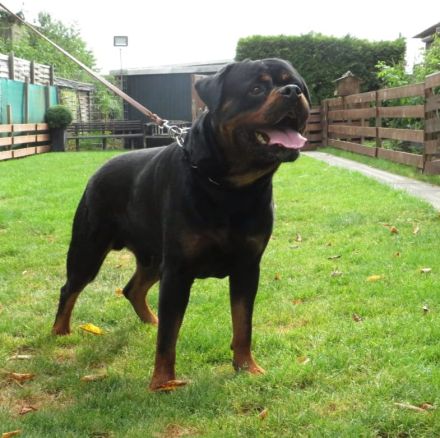Rottweiler Deckrüde