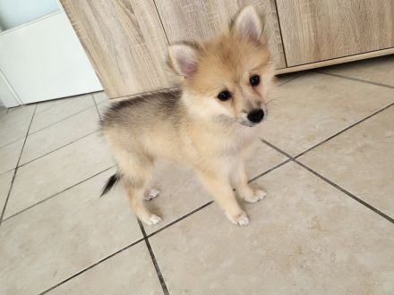 Spitz pomeranian