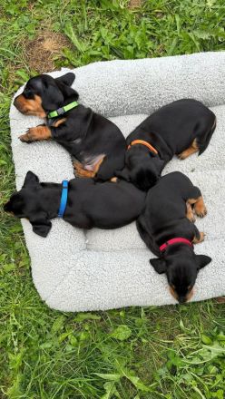 Kurzhaarteckel Standard