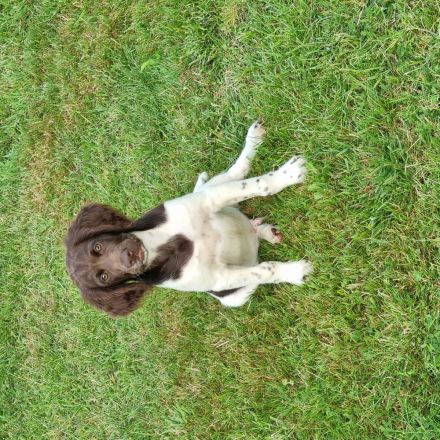 Junghund zu verkaufen, O II Wurf vom Forstweg