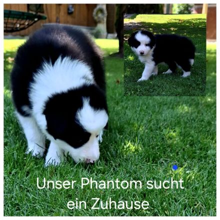 Bordercollie Welpe 3 Monate ab sofort abzugeben