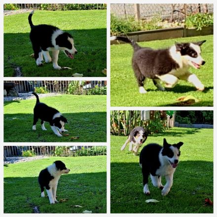 Bordercollie Welpe 3 Monate ab sofort abzugeben
