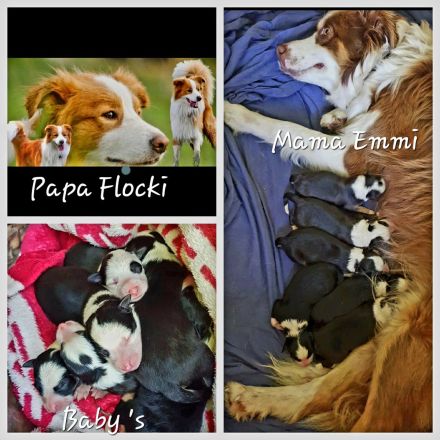 Bordercollie Welpe 3 Monate ab sofort abzugeben