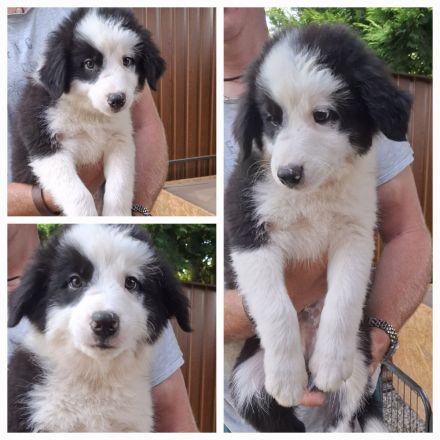Bordercollie Welpe 3 Monate ab sofort abzugeben