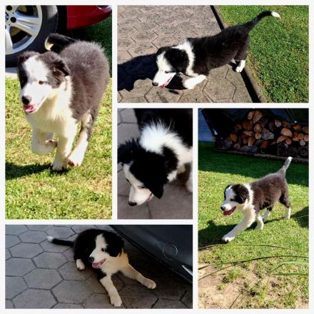 Bordercollie Welpe 3 Monate ab sofort abzugeben