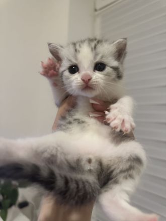 Reinrassige Britisch Kurzhaar Kätzchen