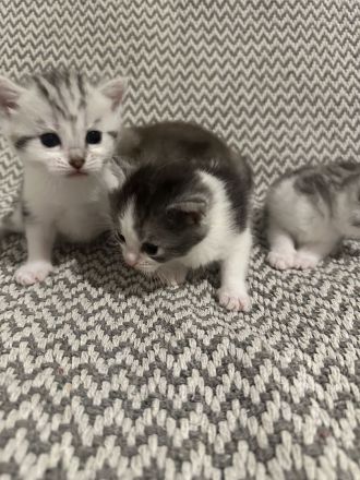 Reinrassige Britisch Kurzhaar Kätzchen