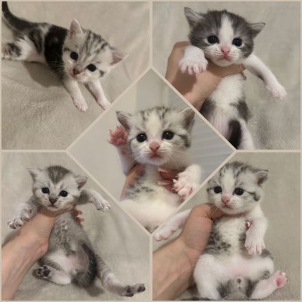 Reinrassige Britisch Kurzhaar Kätzchen