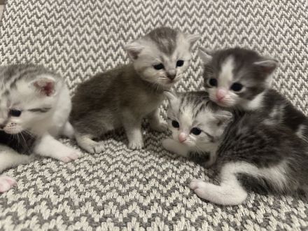 Reinrassige Britisch Kurzhaar Kätzchen