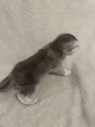 Reinrassige Britisch Kurzhaar Kätzchen