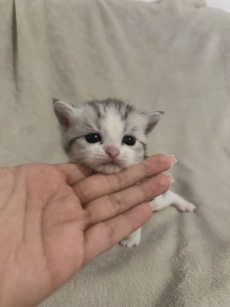 Reinrassige Britisch Kurzhaar Kätzchen