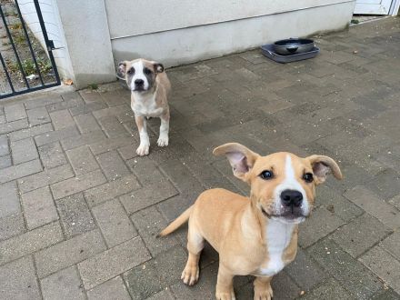 American Bulldog Mix