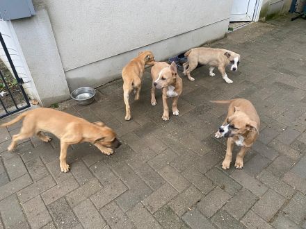 American Bulldog Mix