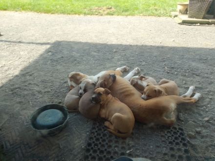 American Bulldog Mix