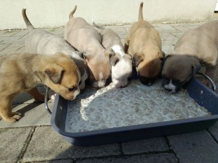American Bulldog Mix