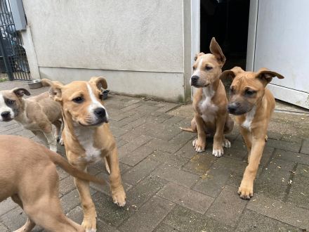 American Bulldog Mix