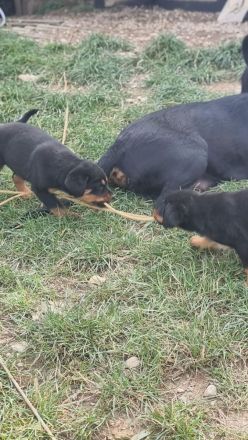 Rottweiler 21.07.24