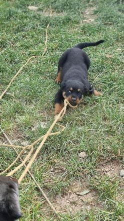 Rottweiler 21.07.24
