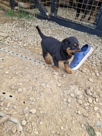 Rottweiler 21.07.24