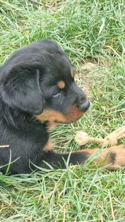 Rottweiler 21.07.24