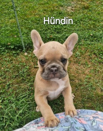 Französische Bulldogge Welpen