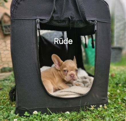 Französische Bulldogge Welpen