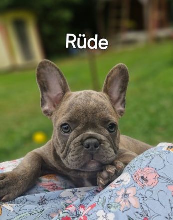 Französische Bulldogge Welpen