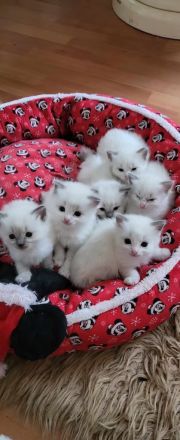 Supersüsse Ragdoll Kitten