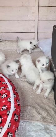 Supersüsse Ragdoll Kitten