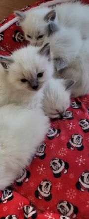 Supersüsse Ragdoll Kitten