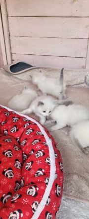 Supersüsse Ragdoll Kitten