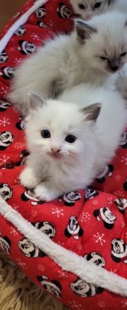 Supersüsse Ragdoll Kitten