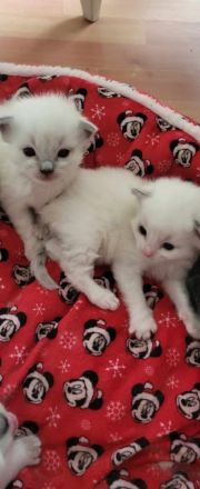 Supersüsse Ragdoll Kitten