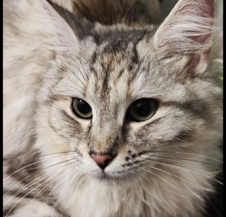 Maine Coon kitten