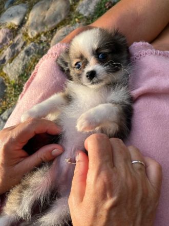 POMCHI Welpen (Pomeranian Zwergspitz x Chihuahua) 12 Wochen