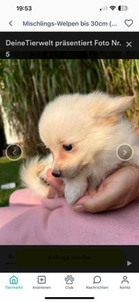 POMCHI Welpen (Pomeranian Zwergspitz x Chihuahua) 12 Wochen