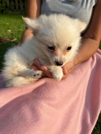 POMCHI Welpen (Pomeranian Zwergspitz x Chihuahua) 12 Wochen