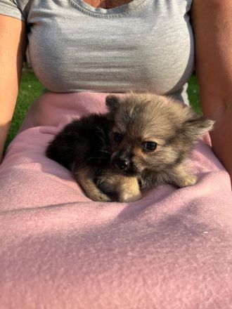 POMCHI Welpen (Pomeranian Zwergspitz x Chihuahua) 12 Wochen