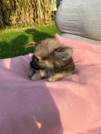 POMCHI Welpen (Pomeranian Zwergspitz x Chihuahua) 12 Wochen